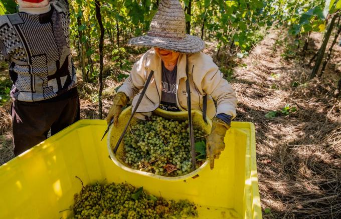 Cooperativa Vinícola Aurora conclui qualificação sobre leis trabalhistas para os 1,1 mil associados