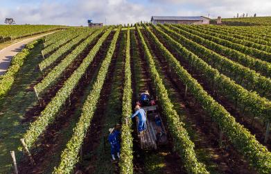  Cooperativa Vinícola Aurora debate boas práticas agrícolas e trabalhistas em eventos nesta semana