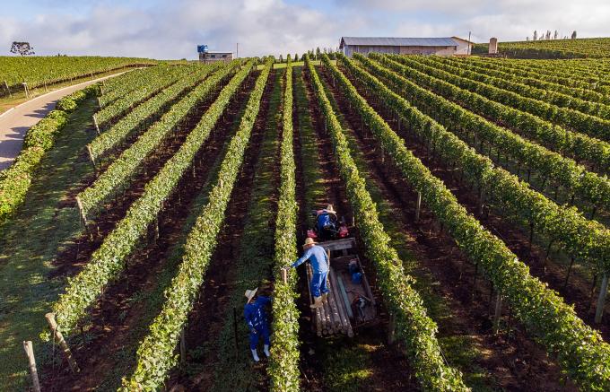  Cooperativa Vinícola Aurora debate boas práticas agrícolas e trabalhistas em eventos nesta semana