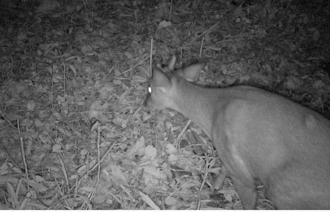 CSG instala sete câmeras para controle de animais silvestres em rodovias entre o Vale do Caí e a Serra Gaúcha